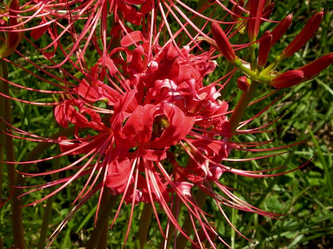 A Spider-Lily