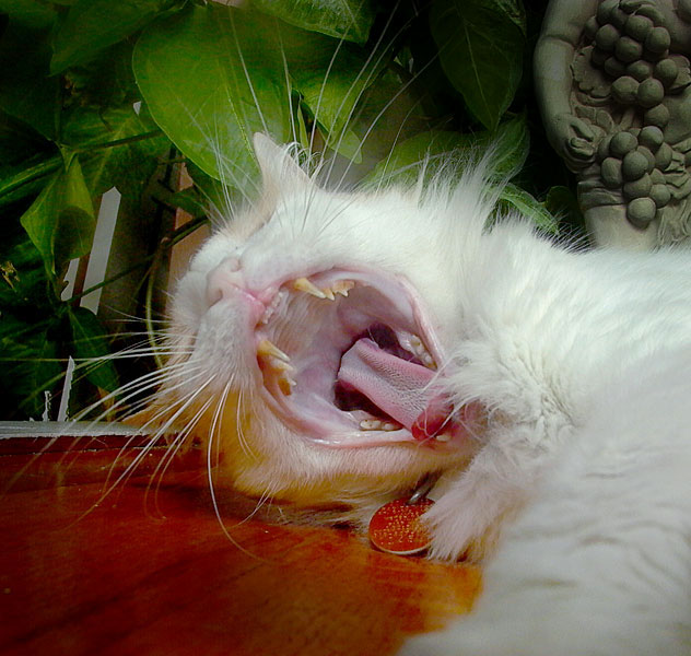 yawn2.jpg